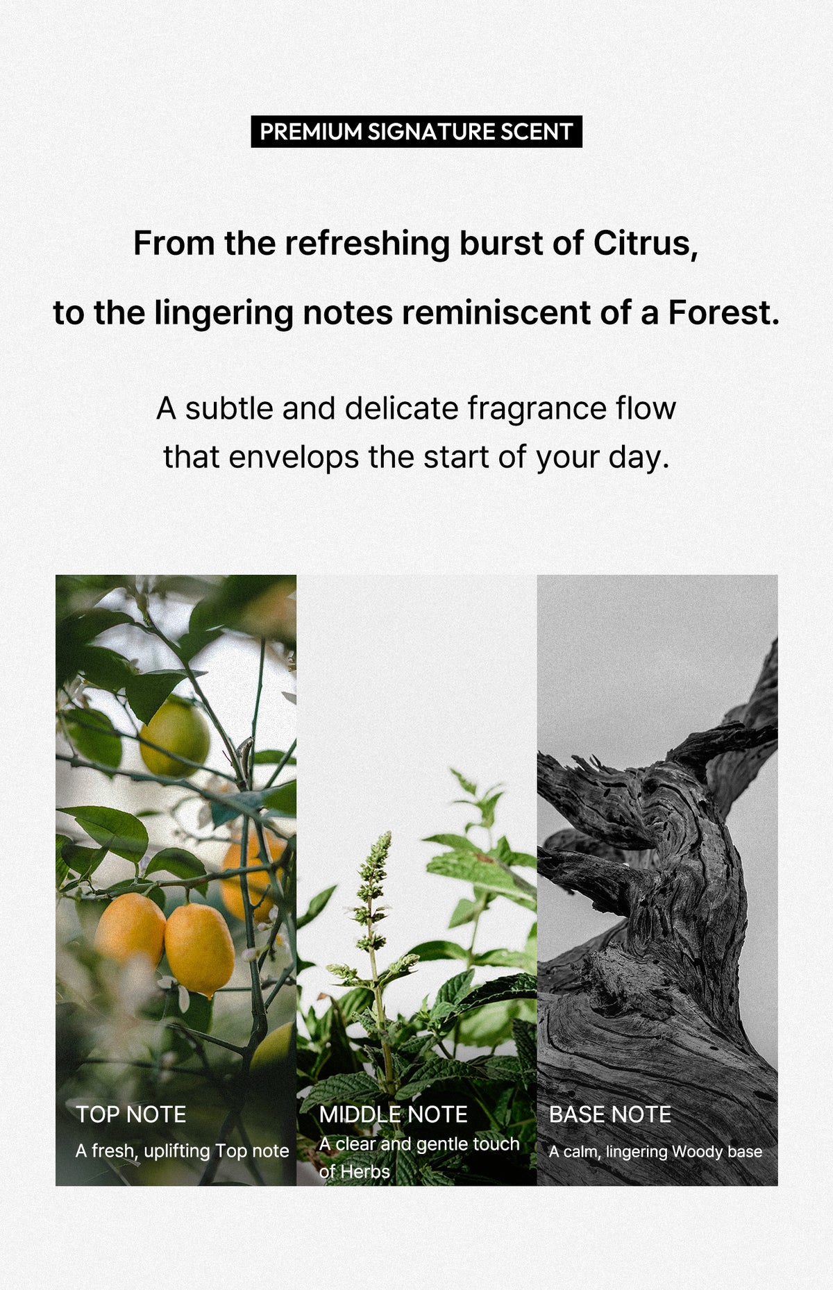 HealGrids - Toning Dedorant Niacinamide 4%