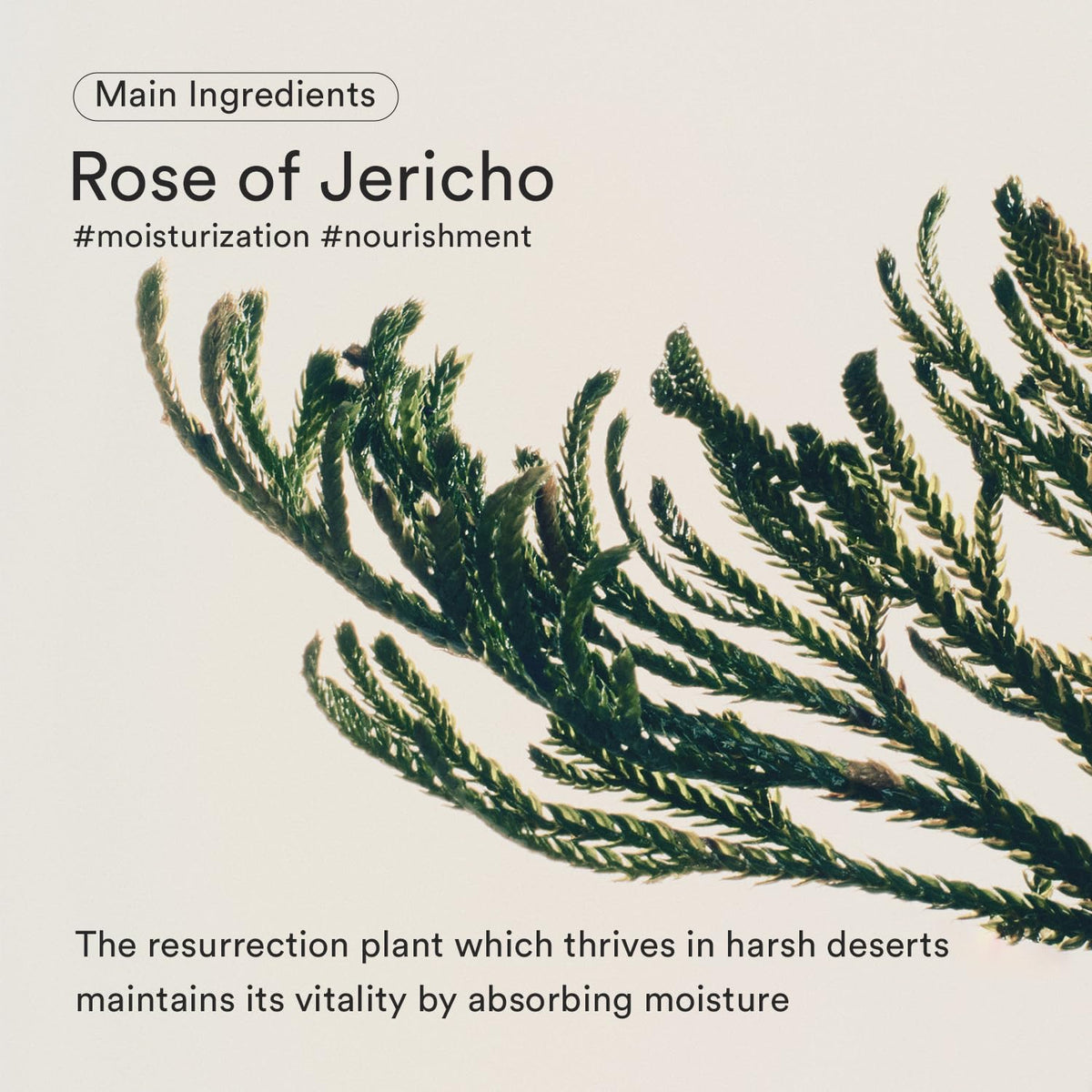 Abib - Jericho Rose Bifida Serum Firming Drop